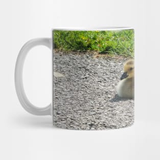 Young Gosling Sitting on The Pavement Mug